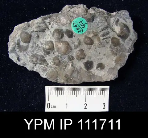 Dokumentasi YPM IP 111711 dengan identifikasi pada sumber Brachyprion leda. Isi dan label gambar dipertahankan.