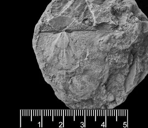 Dokumentasi PI BC 13414 dengan identifikasi pada sumber Eomegastrophia ethica. Isi dan label gambar dipertahankan.