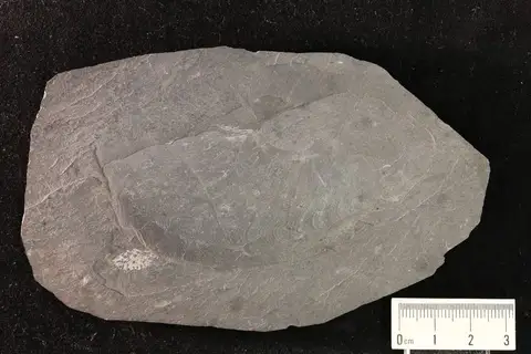 Dokumentasi YPM IP 114121 dengan identifikasi pada sumber Mimagoniatites fecundus. Isi dan label gambar dipertahankan.