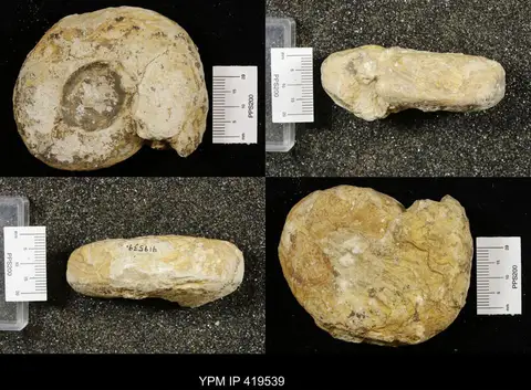 Dokumentasi YPM IP 419539 dengan identifikasi pada sumber Anarcestes plebeius. Isi dan label gambar dipertahankan.