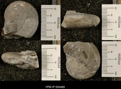 Dokumentasi YPM IP 004485 dengan identifikasi pada sumber Maenioceras terebratum. Isi dan label gambar dipertahankan.