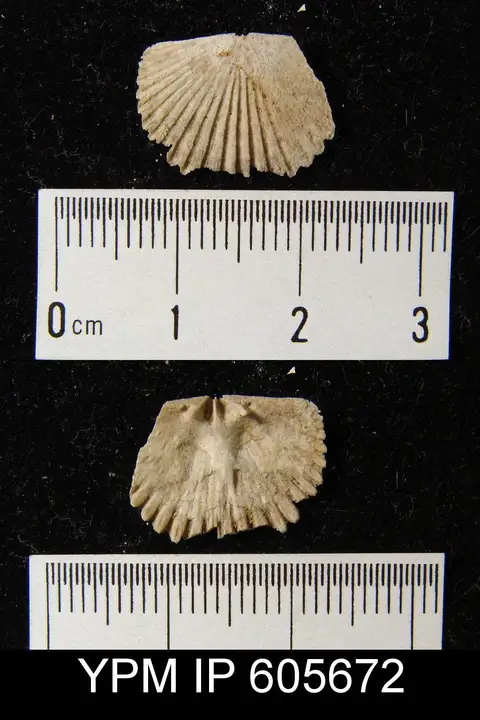 Dokumentasi YPM IP 605672 dengan identifikasi pada sumber Hesperorthis tricenaria. Isi dan label gambar dipertahankan.