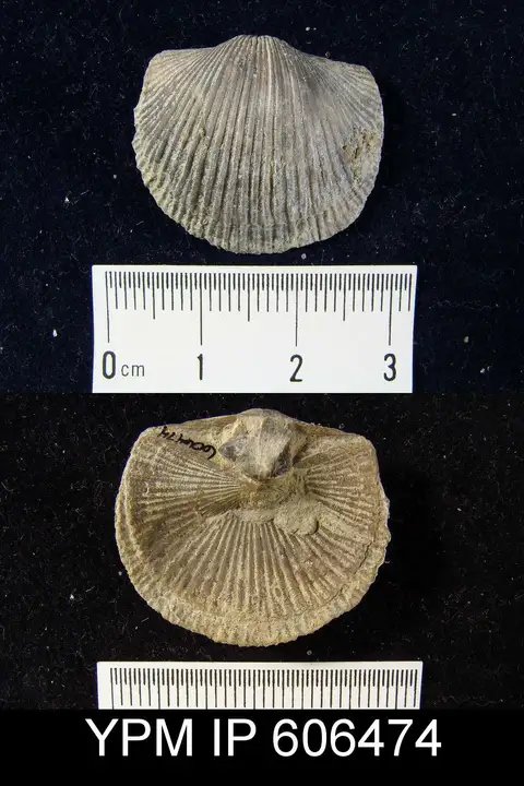 Dokumentasi YPM IP 606474 dengan identifikasi pada sumber Dinorthis carleyi. Isi dan label gambar dipertahankan.