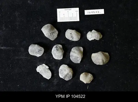 Dokumentasi YPM IP 104522 dengan identifikasi pada sumber Hebertella maria. Isi dan label gambar dipertahankan.