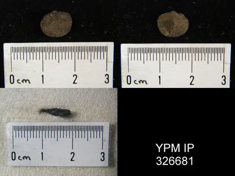Dokumentasi YPM IP 326681 dengan identifikasi pada sumber Paucicrura rogata. Isi dan label gambar dipertahankan.