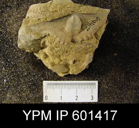 Dokumentasi YPM IP 601417 dengan identifikasi pada sumber Arduspirifer arduennensis. Isi dan label gambar dipertahankan.