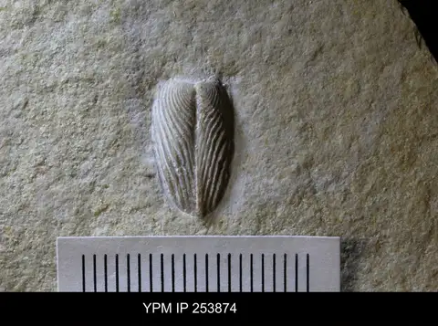 Dokumentasi YPM IP 253874 dengan identifikasi pada sumber Neochetoceras steraspis. Isi dan label gambar dipertahankan.