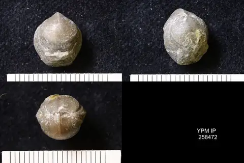 Dokumentasi YPM IP 258472 dengan identifikasi pada sumber Hindella umbonata. Isi dan label gambar dipertahankan.