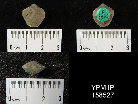 Dokumentasi YPM IP 158527 dengan identifikasi pada sumber Hindella prinstana. Isi dan label gambar dipertahankan.