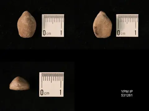 Dokumentasi YPM IP 531261 dengan identifikasi pada sumber Aulacothyris pala. Isi dan label gambar dipertahankan.