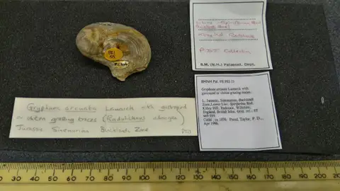 Dokumentasi PE PEI 55 dengan identifikasi pada sumber Gryphaea arcuata. Isi dan label gambar dipertahankan.