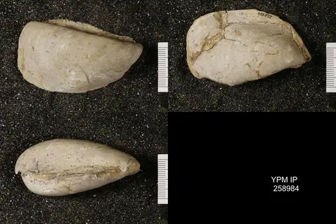 Dokumentasi YPM IP 258984 dengan identifikasi pada sumber Parainoceramya ventricosa. Isi dan label gambar dipertahankan.