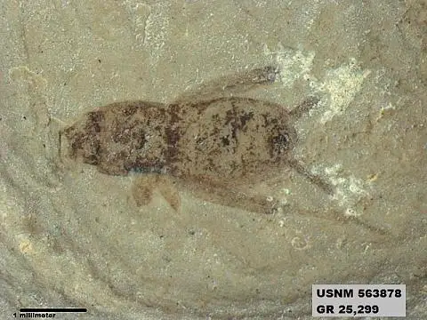 Dokumentasi USNM PAL563878 dengan identifikasi pada sumber Eomogoplistes longipennis. Isi dan label gambar dipertahankan.