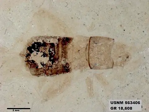 Dokumentasi USNM PAL563406 dengan identifikasi pada sumber Pteromogoplistes grandis. Isi dan label gambar dipertahankan.