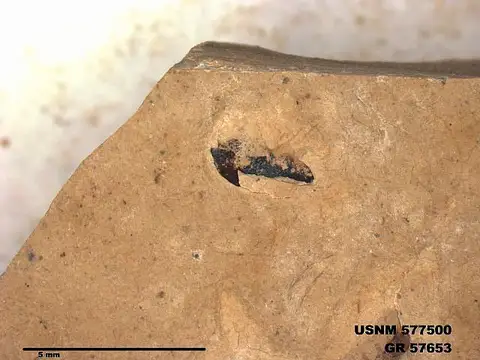 Dokumentasi USNM PAL577500 dengan identifikasi pada sumber Eogryllus unicolor. Isi dan label gambar dipertahankan.