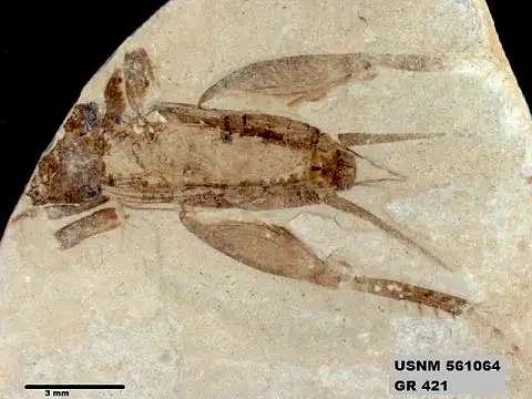 Dokumentasi USNM PAL561064 dengan identifikasi pada sumber Eogryllus elongatus. Isi dan label gambar dipertahankan.