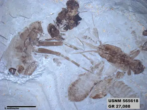 Dokumentasi USNM PAL565618 dengan identifikasi pada sumber Eozacla arachnomorpha. Isi dan label gambar dipertahankan.