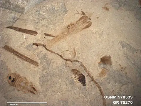 Dokumentasi USNM PAL578539 dengan identifikasi pada sumber Tettoraptor maculatus. Isi dan label gambar dipertahankan.