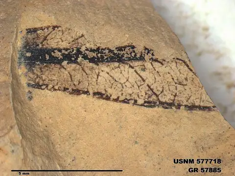 Dokumentasi USNM PAL577718 dengan identifikasi pada sumber Eotetrix unicornis. Isi dan label gambar dipertahankan.