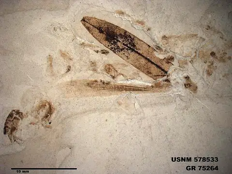 Dokumentasi USNM PAL578533 dengan identifikasi pada sumber Eoerianthus eocaenicus. Isi dan label gambar dipertahankan.