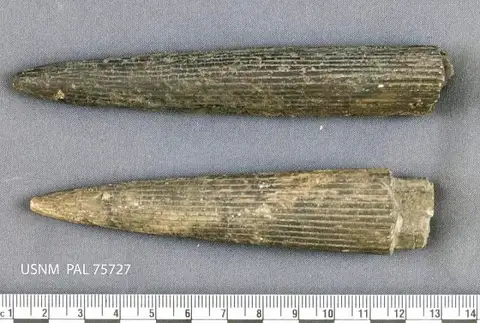 Dokumentasi USNM PAL75727 dengan identifikasi pada sumber Aulacoceras sulcatum. Isi dan label gambar dipertahankan.
