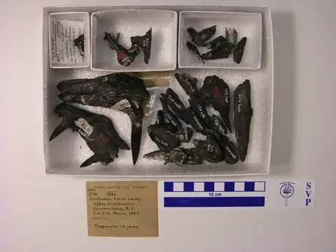 Dokumentasi YPM VP 000472 dengan identifikasi pada sumber Enchodus ferox. Isi dan label gambar dipertahankan.