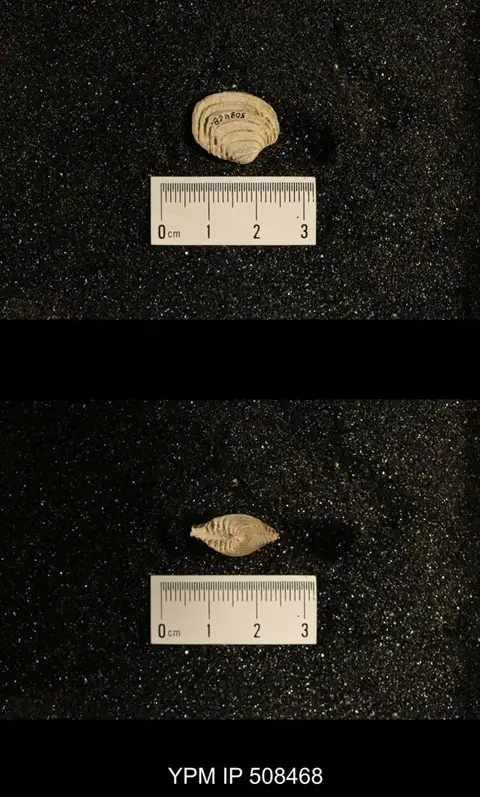 Dokumentasi YPM IP 508468 dengan identifikasi pada sumber Astartella varica. Isi dan label gambar dipertahankan.