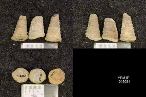 Dokumentasi YPM IP 015051 dengan identifikasi pada sumber Brachycycloceras normale. Isi dan label gambar dipertahankan.
