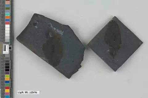 Dokumentasi USNM PAL188636 dengan identifikasi pada sumber Ottoia prolifica. Isi dan label gambar dipertahankan.