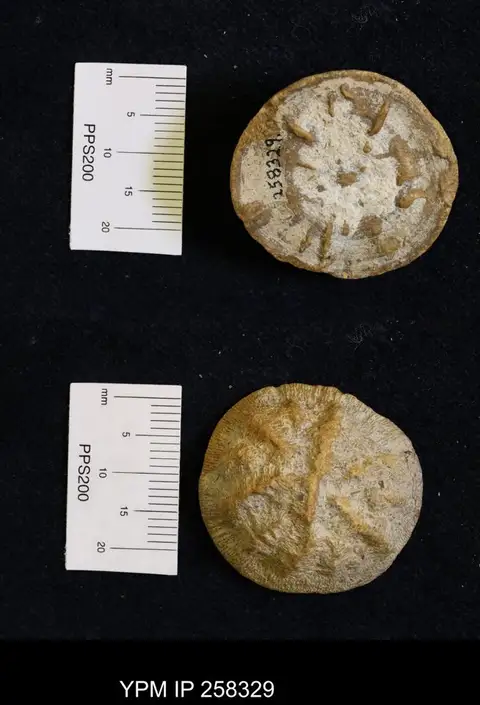 Dokumentasi YPM IP 258329 dengan identifikasi pada sumber Aspidiscus cristatus. Isi dan label gambar dipertahankan.