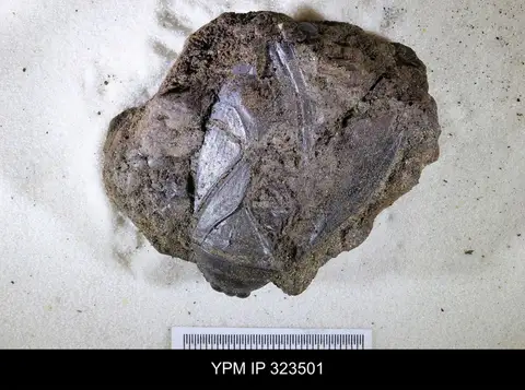 Dokumentasi YPM IP 323501 dengan identifikasi pada sumber Lethocerus americanus. Isi dan label gambar dipertahankan.