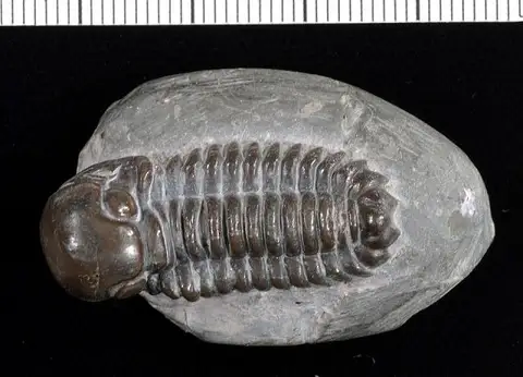 Dokumentasi USNM PAL99711 dengan identifikasi pada sumber Sphaerexochus mirus. Isi dan label gambar dipertahankan.