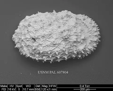 Dokumentasi USNM PAL607804 dengan identifikasi pada sumber Taracythere conjunctispinosa. Isi dan label gambar dipertahankan.