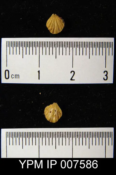 Dokumentasi YPM IP 007586 dengan identifikasi pada sumber Eospirigerina putilla. Isi dan label gambar dipertahankan.