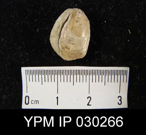 Dokumentasi YPM IP 030266 dengan identifikasi pada sumber Lingula beani. Isi dan label gambar dipertahankan.