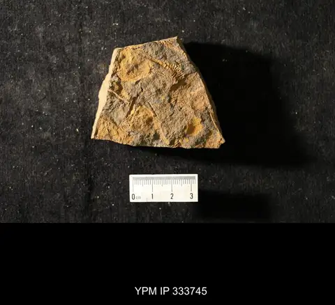 Dokumentasi YPM IP 333745 dengan identifikasi pada sumber Dendrocystites sedgwicki. Isi dan label gambar dipertahankan.