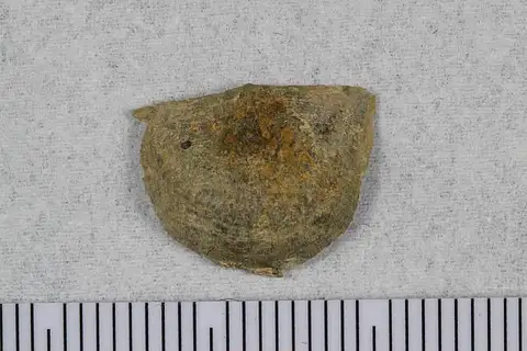Dokumentasi USNM PAL117817A dengan identifikasi pada sumber Opikina matutina. Isi dan label gambar dipertahankan.