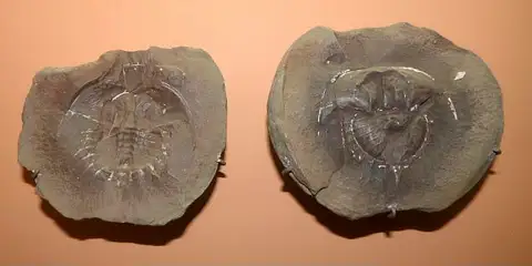 Dokumentasi USNM PAL386656 dengan identifikasi pada sumber Euproops danae. Isi dan label gambar dipertahankan.
