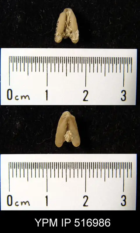 Dokumentasi YPM IP 516986 dengan identifikasi pada sumber Dicoelosia biloba. Isi dan label gambar dipertahankan.