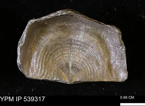 Dokumentasi YPM IP 539317 dengan identifikasi pada sumber Leptaena rhomboidalis. Isi dan label gambar dipertahankan.