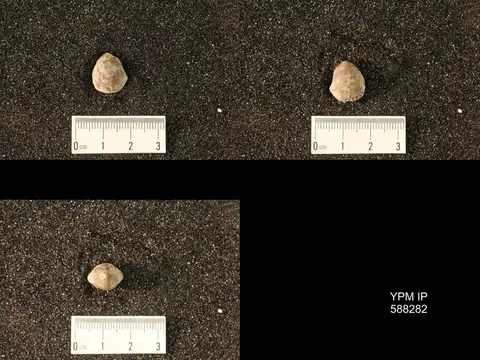 Dokumentasi YPM IP 588282 dengan identifikasi pada sumber Catazyga headi. Isi dan label gambar dipertahankan.