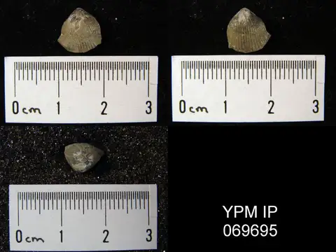 Dokumentasi YPM IP 069695 dengan identifikasi pada sumber Catazyga anticostiensis. Isi dan label gambar dipertahankan.