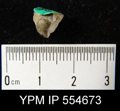 Dokumentasi YPM IP 554673 dengan identifikasi pada sumber Hyattidina congesta. Isi dan label gambar dipertahankan.