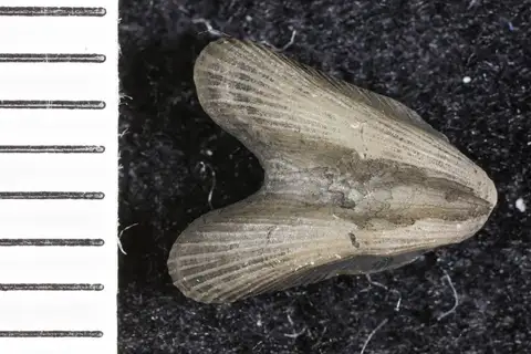 Dokumentasi YPM IP 024264 dengan identifikasi pada sumber Dicoelosia verneuiliana. Isi dan label gambar dipertahankan.