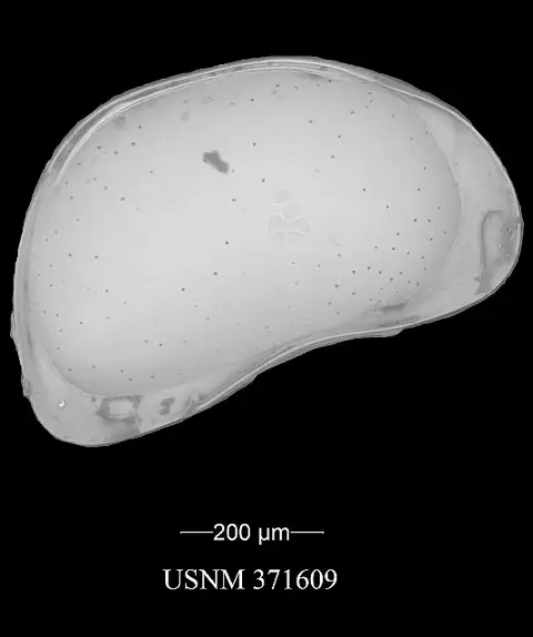 Dokumentasi USNM PAL371609 dengan identifikasi pada sumber Candona candida. Isi dan label gambar dipertahankan.