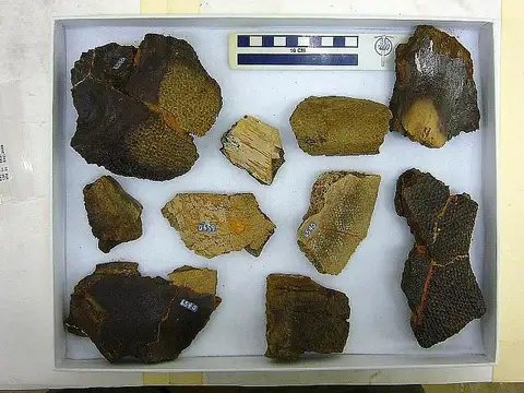 Dokumentasi USNM V6540 dengan identifikasi pada sumber Basilemys praeclara. Isi dan label gambar dipertahankan.