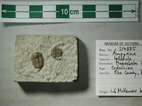 Dokumentasi P 314885 dengan identifikasi pada sumber Ampyxina bellatula. Isi dan label gambar dipertahankan.