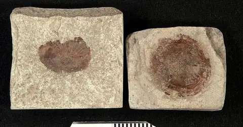 Dokumentasi USNM V51 dengan identifikasi pada sumber Cladocyclus occidentalis. Isi dan label gambar dipertahankan.