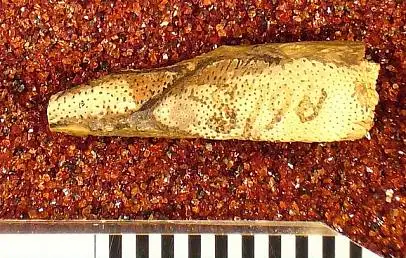 Dokumentasi USNM PAL353689 dengan identifikasi pada sumber Mylognathus priscus. Isi dan label gambar dipertahankan.