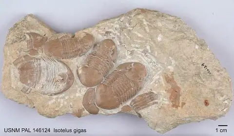 Dokumentasi USNM PAL146124 dengan identifikasi pada sumber Isotelus gigas. Isi dan label gambar dipertahankan.